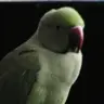 Papatryk Papuga