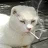 pinakolada