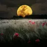 B K.