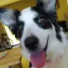 BiBi