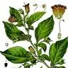 atropa belladonna