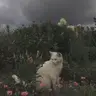 Дар'я Поцілуйко