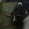 Laki Laki